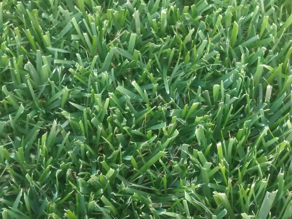 Masterpiece Floor Green Sod Farm