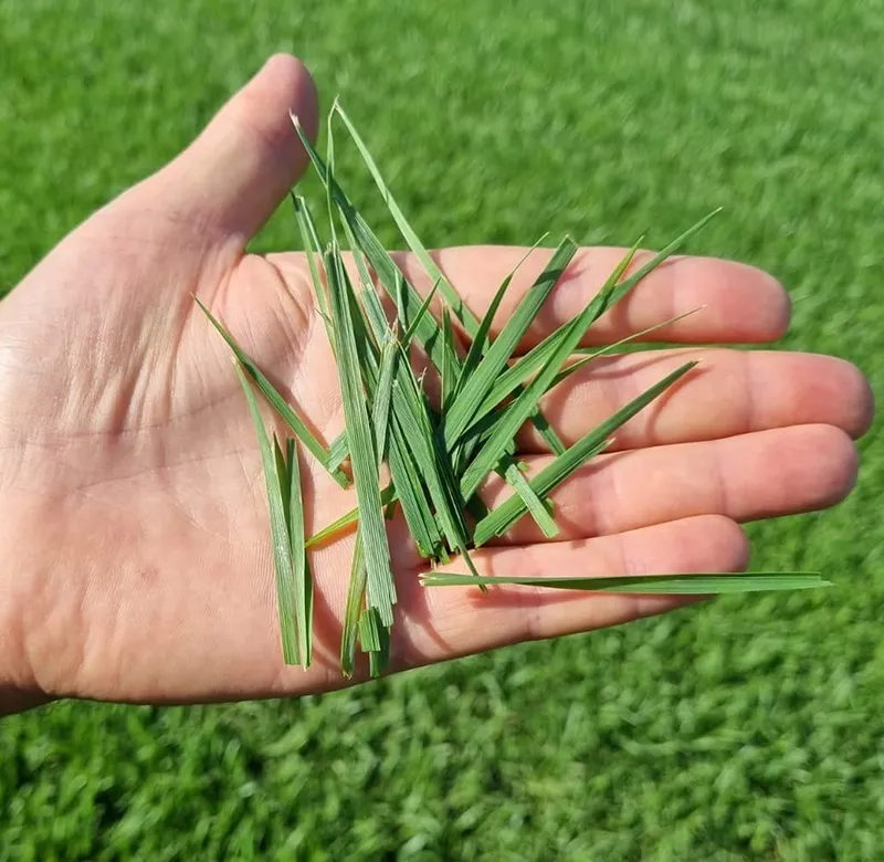 Green Floor Sod Farm