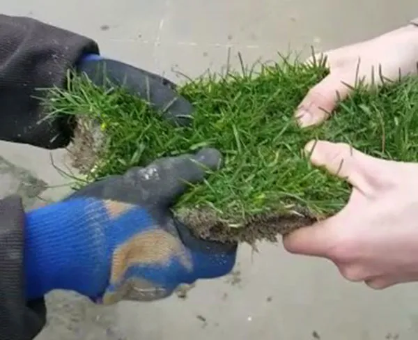 Floor Green Sod Farm