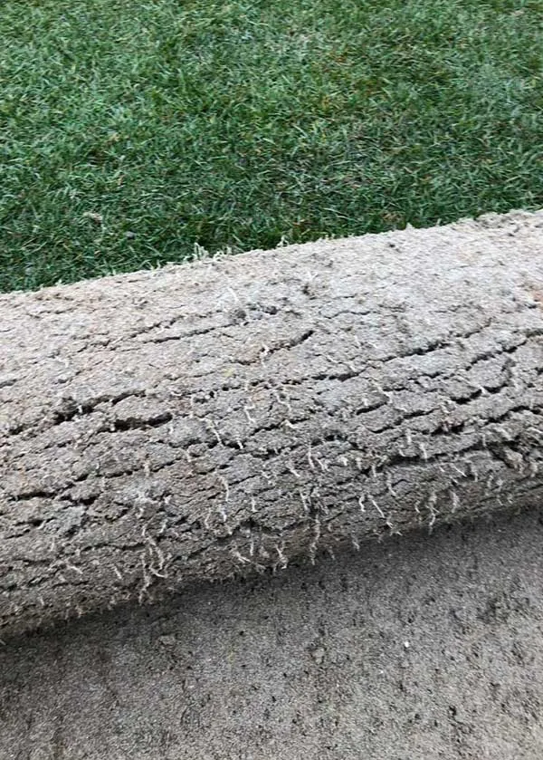 strongest professional sod